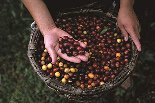 Lavazza, ¡Tierra! Organic for Planet, 100% Arabica, Light Roast, Whole Bean Coffee, 6x2.2 lb